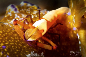 Emperor shrimp, Puerto Galera, The Philippines. by Filip Staes 